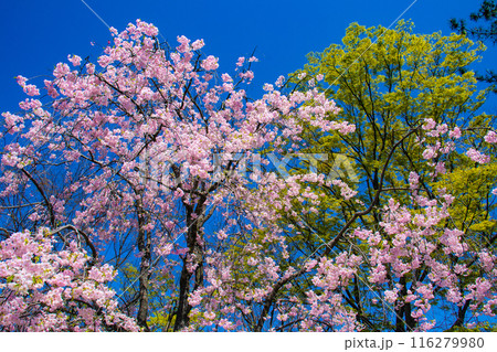 【京都風景】賀茂川　半木の道の桜 116279980