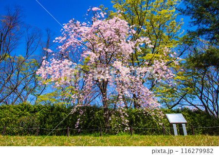 【京都風景】賀茂川　半木の道の桜 116279982