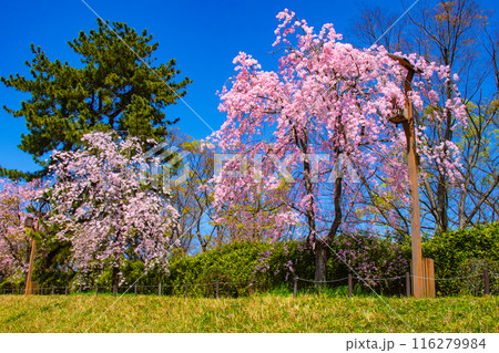 【京都風景】賀茂川 半木の道の桜 【京都風景】賀茂川 半木の道の桜 116279984