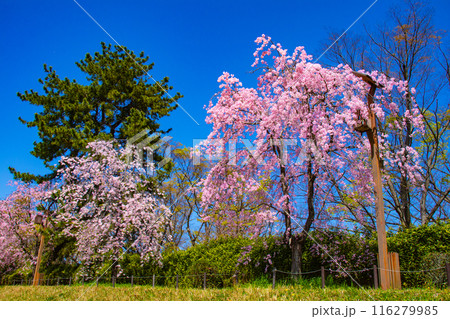 【京都風景】賀茂川 半木の道の桜 【京都風景】賀茂川 半木の道の桜 116279985