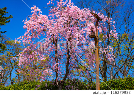 【京都風景】賀茂川　半木の道の桜 116279988