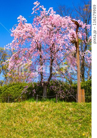 【京都風景】賀茂川　半木の道の桜 116279989