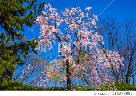 【京都風景】賀茂川　半木の道の桜 116279995