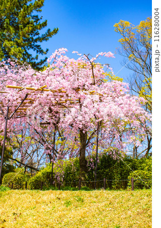 【京都風景】賀茂川 半木の道の桜 【京都風景】賀茂川 半木の道の桜 116280004