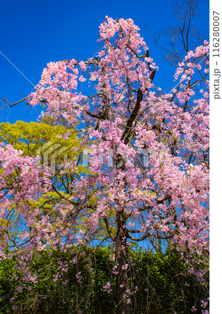 【京都風景】賀茂川　半木の道の桜 116280007