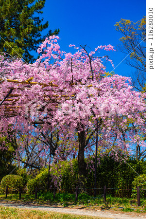 【京都風景】賀茂川　半木の道の桜 116280010