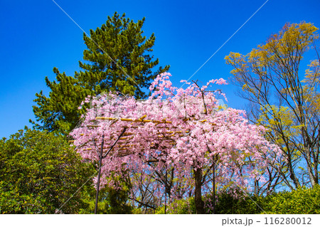 【京都風景】賀茂川　半木の道の桜 116280012