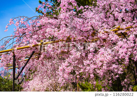 【京都風景】賀茂川 半木の道の桜 【京都風景】賀茂川 半木の道の桜 116280022