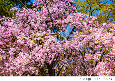 【京都風景】賀茂川　半木の道の桜 116280023