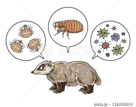 アナグマと寄生虫(ダニ、ノミ、病原菌) 116280024