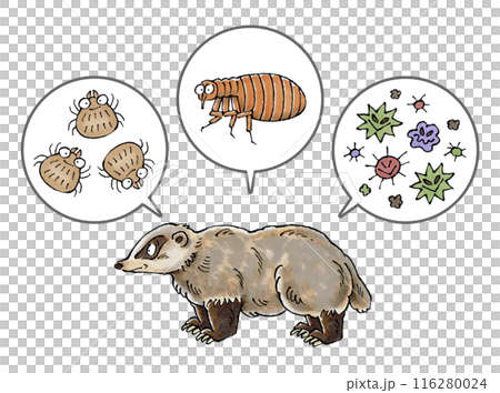 アナグマと寄生虫(ダニ、ノミ、病原菌) 116280024