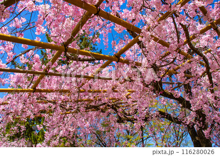 【京都風景】賀茂川 半木の道の桜 【京都風景】賀茂川 半木の道の桜 116280026