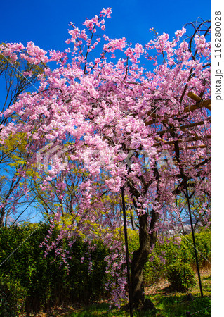 【京都風景】賀茂川 半木の道の桜 【京都風景】賀茂川 半木の道の桜 116280028