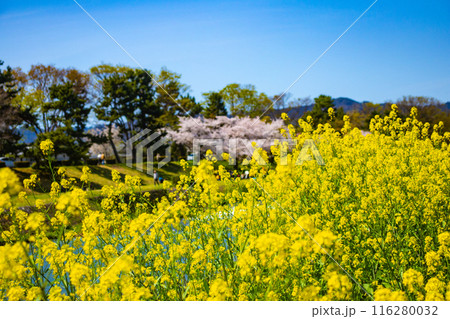 【京都風景】賀茂川 半木の道の桜 【京都風景】賀茂川 半木の道の桜 116280032