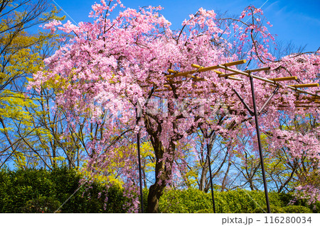 【京都風景】賀茂川 半木の道の桜 【京都風景】賀茂川 半木の道の桜 116280034