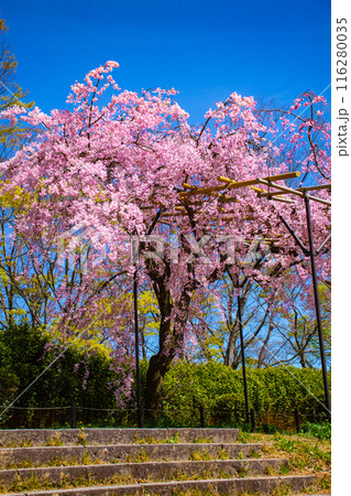 【京都風景】賀茂川 半木の道の桜 【京都風景】賀茂川 半木の道の桜 116280035