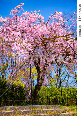 【京都風景】賀茂川　半木の道の桜 116280036
