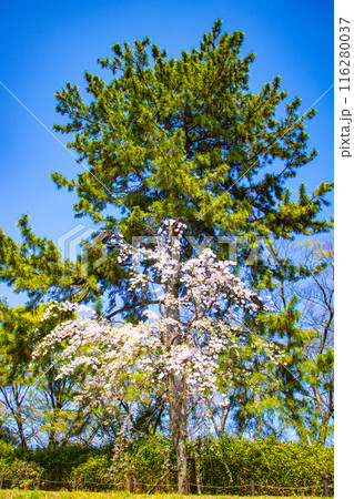 【京都風景】賀茂川　半木の道の桜 116280037
