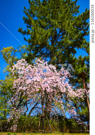 【京都風景】賀茂川　半木の道の桜 116280038