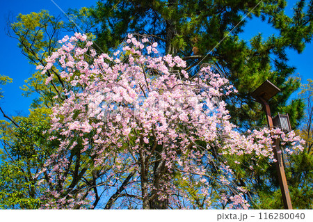 【京都風景】賀茂川　半木の道の桜 116280040
