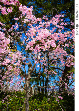 【京都風景】賀茂川　半木の道の桜 116280044