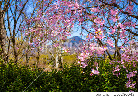 【京都風景】賀茂川　半木の道の桜 116280045