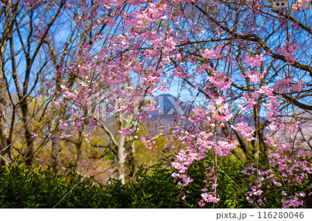 【京都風景】賀茂川 半木の道の桜 【京都風景】賀茂川 半木の道の桜 116280046