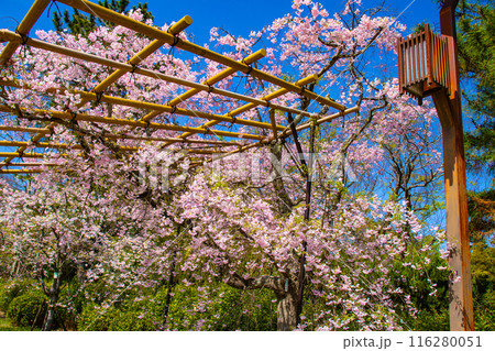【京都風景】賀茂川 半木の道の桜 【京都風景】賀茂川 半木の道の桜 116280051