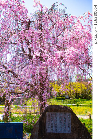 【京都風景】賀茂川　半木の道の桜 116280054