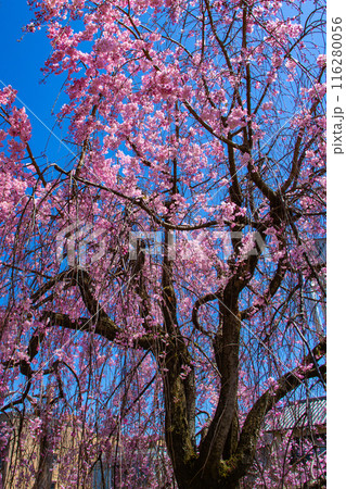 【京都風景】賀茂川　半木の道の桜 116280056