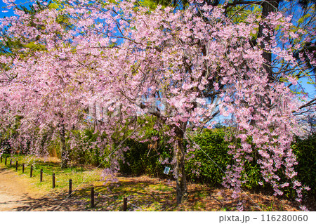 【京都風景】賀茂川　半木の道の桜 116280060