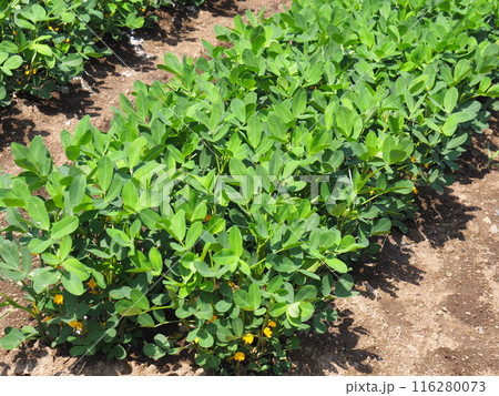 落花生畑 116280073