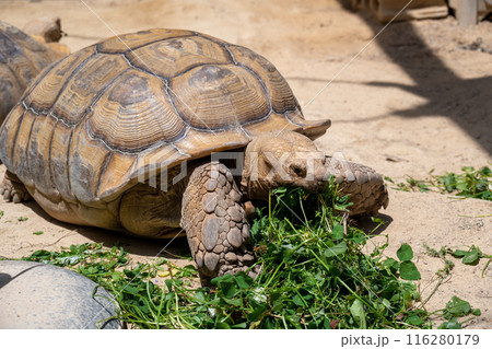 渋川動物公園のエサを食べるリクガメたち 渋川動物公園のエサを食べるリクガメたち 116280179