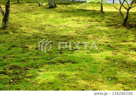 苔に当たる日の光 116280188