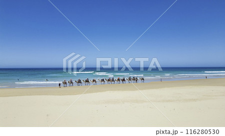 ビーチを歩くラクダの行列 116280530