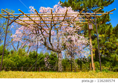 【京都風景】賀茂川　半木の道の桜 116280574