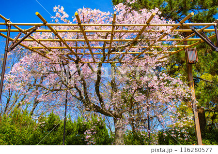【京都風景】賀茂川 半木の道の桜 【京都風景】賀茂川 半木の道の桜 116280577