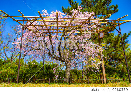 【京都風景】賀茂川　半木の道の桜 116280579