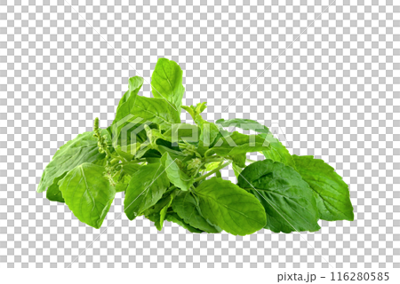 Holy Basil leaf or thai basil or Ocimum sanctum isolated 116280585