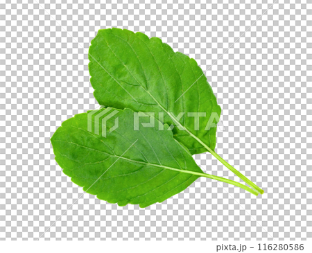 Holy Basil leaf or thai basil or Ocimum sanctum isolated 116280586