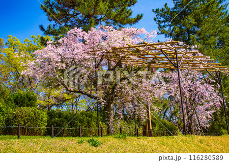 【京都風景】賀茂川 半木の道の桜 【京都風景】賀茂川 半木の道の桜 116280589