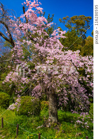 【京都風景】賀茂川 半木の道の桜 【京都風景】賀茂川 半木の道の桜 116280595