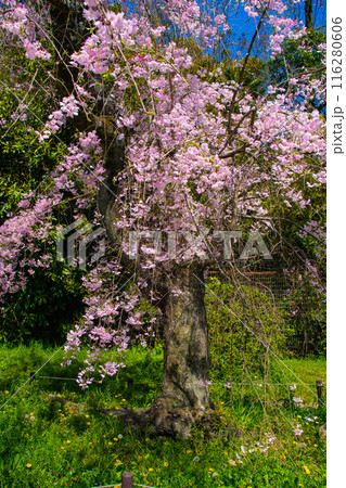 【京都風景】賀茂川　半木の道の桜 116280606
