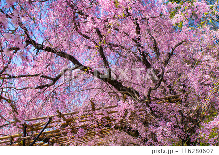 【京都風景】賀茂川　半木の道の桜 116280607