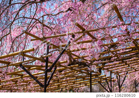 【京都風景】賀茂川　半木の道の桜 116280610