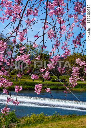 【京都風景】賀茂川　半木の道の桜 116280612