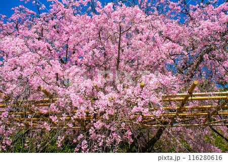 【京都風景】賀茂川　半木の道の桜 116280616