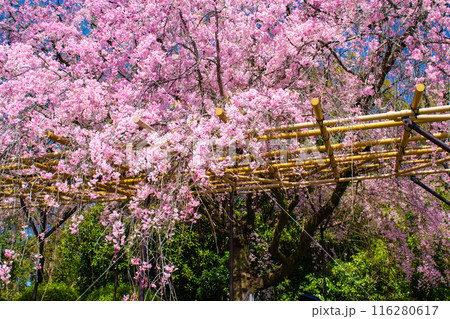 【京都風景】賀茂川　半木の道の桜 116280617