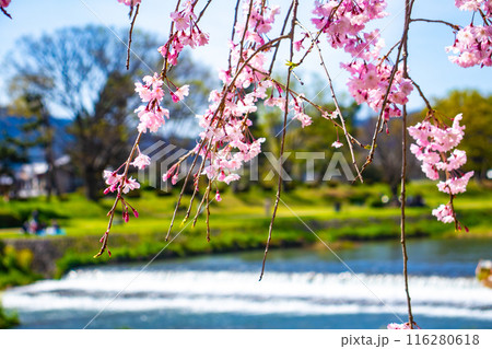 【京都風景】賀茂川 半木の道の桜 【京都風景】賀茂川 半木の道の桜 116280618