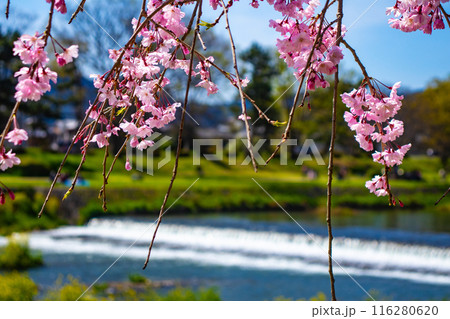 【京都風景】賀茂川　半木の道の桜 116280620
